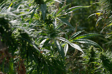 canabis on marijuana field farm sativa weed hemp hash plantation