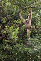 Fototapeta premium White gibbons on tree. White hand gibbon hanging from the tree branch. White handed gibbon is jumping in the forest. Animal in the wild