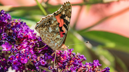 Macro of a beautiful cosmopolitan butterfly on flower
