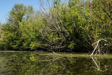 Swamp area Imperial Pond, Carska bara, Serbia. Large natural habitat for rare birds and other species.