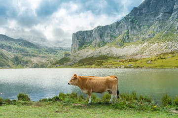 Fototapeta na wymiar Cow posing in the lakes of Covadonga, Asturias - Spain