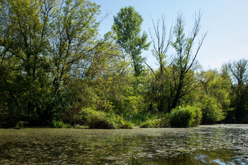 Swamp area Imperial Pond, Carska bara, Serbia. Large natural habitat for rare birds and other species.