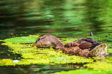 Wild duck swims in the duckweed on the lake.