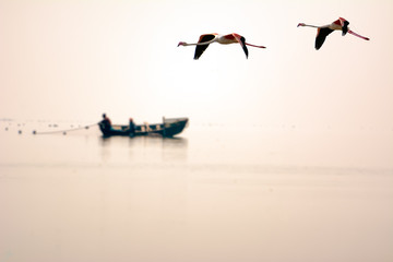 Flamingos flying over the lake with fishing at background. Light golden hues of morning hue on Sky and over the lake.