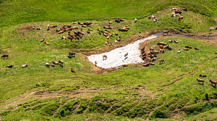Cows enjoying the last cool snow at the Höfatsblick near the famous Nebelhorn summit Oberstdorf,...