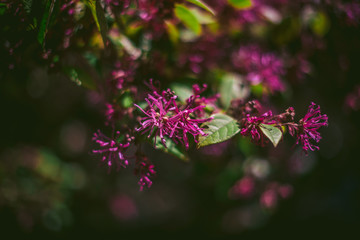 pink flowers in the garden