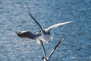 Seagull fly water spring nature lake birds sunny day light