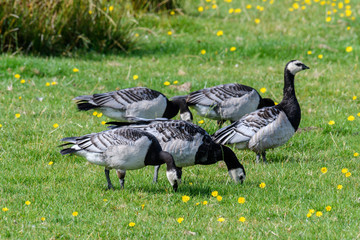Weißwangen Gänse auf  Wiese