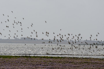 Vogelschwarm über Wattenmeer auf Amrum