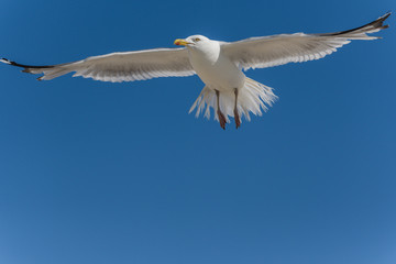 Naklejka premium Adulte Silbermöwe fliegend vor blauem Himmel