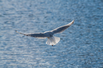 Seagull fly water spring nature lake birds sunny day light