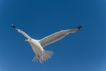 Adulte Silbermöwe fliegend vor blauem Himmel