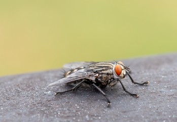 Mosca Sarcophaga Carnaria