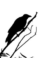 Black Raven.