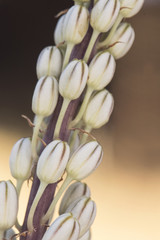 Fototapeta premium Urbinea maritima plant with beautiful white flowers with yellow or green stamens that bloom in late summer