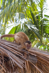 Monkey in Brazil