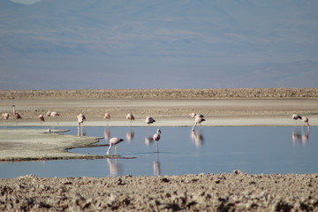 flamingo