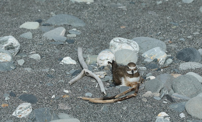 Dotterel Maoriregenpfeifer Neuseeland