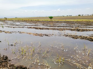 Cultivo de arroz en colombia