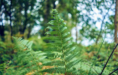 Close-up of a fern