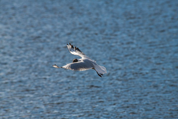 Fototapeta na wymiar Seagull fly water spring nature lake birds sunny day light
