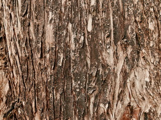 Textures of a Cypress Trunk