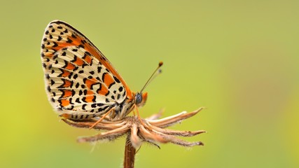 Melitaea trivia 605