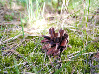 Pine cone lying alone on the grass in the woods.