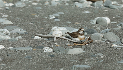 Dotterel Maoriregenpfeifer Neuseeland