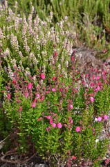 Irische Glockenheide lila bl&uuml;hend im Heidegarten - Daboecia cantabrica