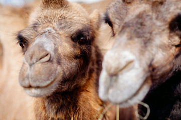 Fototapeta premium Camels in Arabia, wildlife