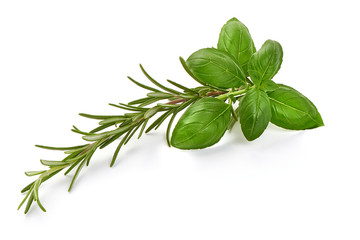 Rosemary branch with basil leaf, isolated on white background