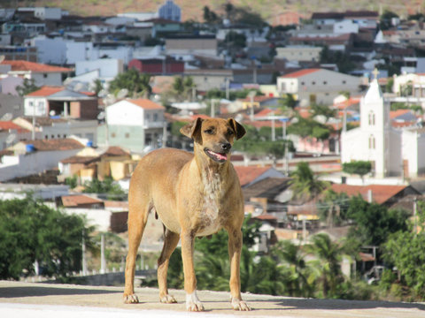 Cadela Simpatica