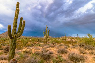 Stormy Skies In the Arizona Desert Near Phoenix
