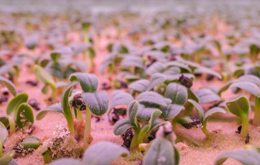 Small sprouts hatch from sand in a greenhouse