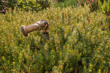 Garden watering tap among young plants similar to conifers