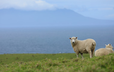 Obraz premium Schaf auf einer Weide in Neuseeland