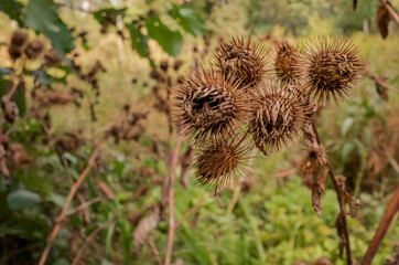 Withered burdock flowers against a background of autumn greenery