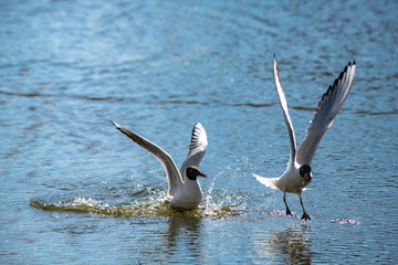 Seagull fly water spring nature lake birds sunny day light