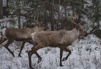 A wild woodland Caribou