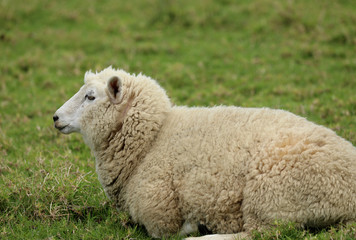 Schaf auf einer Weide in Neuseeland