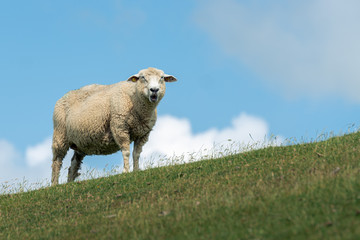 Schaf - Blick nach vorn