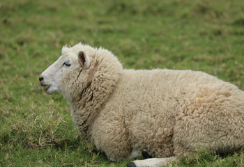 Schaf auf einer Weide in Neuseeland