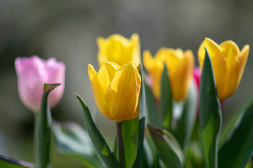 Naklejka premium yellow tulips in the garden