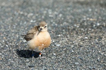 Dotterel Maoriregenpfeifer Neuseeland