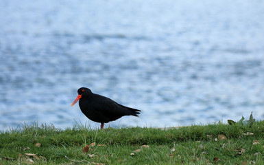 Austernfischer Oyster Catchers in Neuseeland