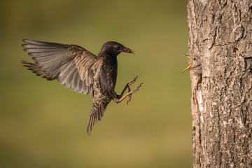 The Common Starling, Sturnus vulgaris is flying with some insect to feed its chick, the young bird is opening its beak to be feeded, pretty golden light, green background..