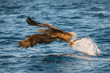 Obraz premium The White-tailed Eagle, Haliaeetus albicilla just has caught a fish from water, colorful environment of wildness. Also known as the Ern, Erne, Gray Eagle, Eurasian Sea Eagle. Nice summer background...