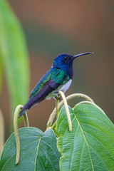 The hummingbird is sitting and preparing to drink the nectar from the beautiful  flower in the rain forest environment. White-necked jacobin, florisuga mellivora mellivora