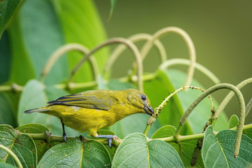 Euphonia violacea or Violaceous Euphonia is perched on the branch nice natural environment of wildlife of Trinidad and Tobago